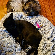Gizmo is registered to the contest to win money with this photo: dog, cat, sleeping, furry, pet_bed, wooden_floor, cozy, resting, animal, indoor, cute, black_cat, fluffy_dog, companion, domestic, relaxing, soft_texture, fur, napping, friendship