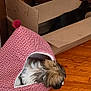 Gizmo joined the competition — help win amazing prizes! dog, cat, pet_tent, cardboard_box, wooden_floor, indoor, furry, cozy, animal, household, brown, black_cat, small_dog, resting, pets, domestic, furniture, flooring, cute, relaxed