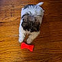 Gizmo joined the competition — help win amazing prizes! dog, puppy, toy, bone, wooden_floor, indoor, pet, small_dog, fluffy, lying_down, black_and_white, fur, cute, playful, animal, companion, home, flooring, curious, domestic