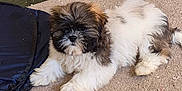 Gizmo is registered to the contest to win money with this photo: puppy, dog, carpet, indoor, furniture, wood, floor, pet, cute, small_dog, fluffy, laying_down, animal, domestic_animal, young_dog, fur, companion, relaxed, brown_and_white, adorable