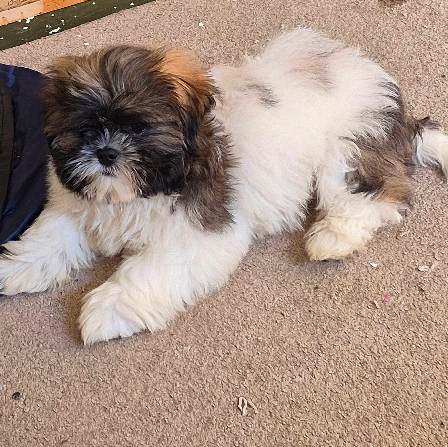Gizmo