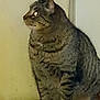 Tiger joined the competition — help win amazing prizes! cat, tabby, pet, animal, indoor, floor, wooden_floor, wall, corner, feline, sitting, looking, ears, whiskers, fur, domestic_animal, side_view, four_legs, paw, quiet