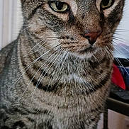 Tiger joined the competition — help win amazing prizes! cat, tabby_cat, close_up, indoor, pet, animal, feline, whiskers, ears, fur, striped, mammal, face, portrait, domestic_animal, sitting, focused, eyes, nose, household