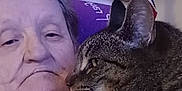Tiger is registered to the contest to win money with this photo: elderly_person, tabby_cat, indoor, sitting, close_up, face, pet, cat_print, shelf, american_flag, portrait, home_decor, relaxing, furniture, comfort, feline, casual_clothing, photo_frame, lamp, snuggling