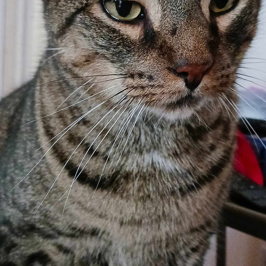 Tiger is registered to the contest to win money with this photo: animal, cat, close_up, cute, domestic_cat, ears, eyes, face, feline, fur, indoor, mammal, nose, nostrils, pet, portrait, sitting, striped, tabby_cat, whiskers