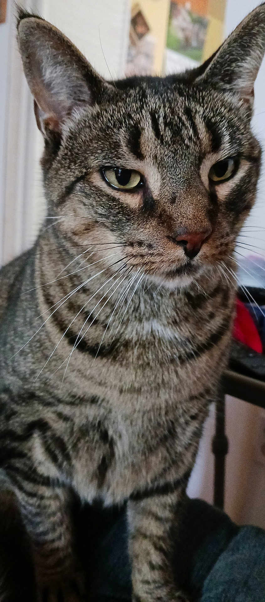 Tiger is registered to the contest to win money with this photo: cat, tabby_cat, close_up, indoor, pet, animal, feline, whiskers, ears, eyes, fur, striped, domestic_cat, sitting, portrait, mammal, cute, face, nostrils, nose