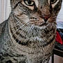 Tiger joined the competition — help win amazing prizes! cat, tabby, close_up, indoor, whiskers, fur, pet, animal, face, ears, eyes, sitting, domestic, feline, striped, portrait, mammal, cute, household, furniture