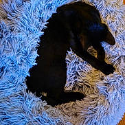 Zepo joined the competition — help win amazing prizes! animal, black_cat, cat, cozy, cute, domestic_animal, feline, fluffy_bed, fur, indoor, nest, paw, pet, relaxed, rest, resting, round_bed, sleeping, soft, wooden_floor