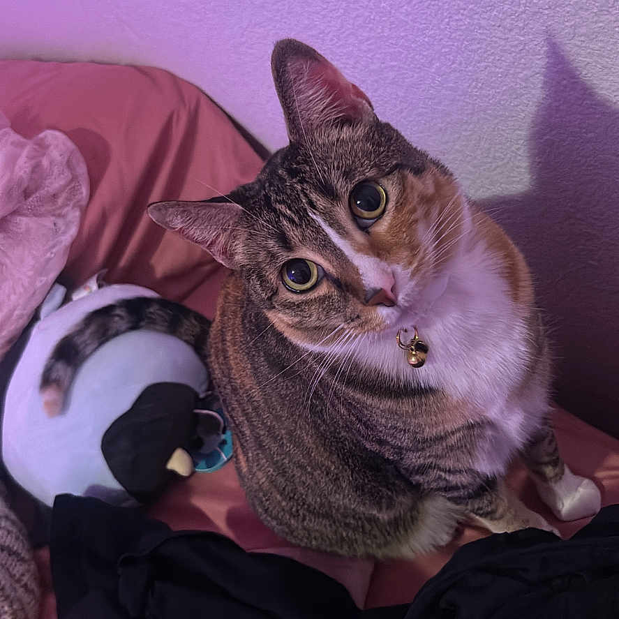 Astra is registered to the contest to win money with this photo: cat, tabby, pet, indoor, bed, blanket, plush_toy, penguin, curious, looking_up, wall, shadow, collar, feline, pink, purple_lighting, soft_texture, cozy, domestic, animal