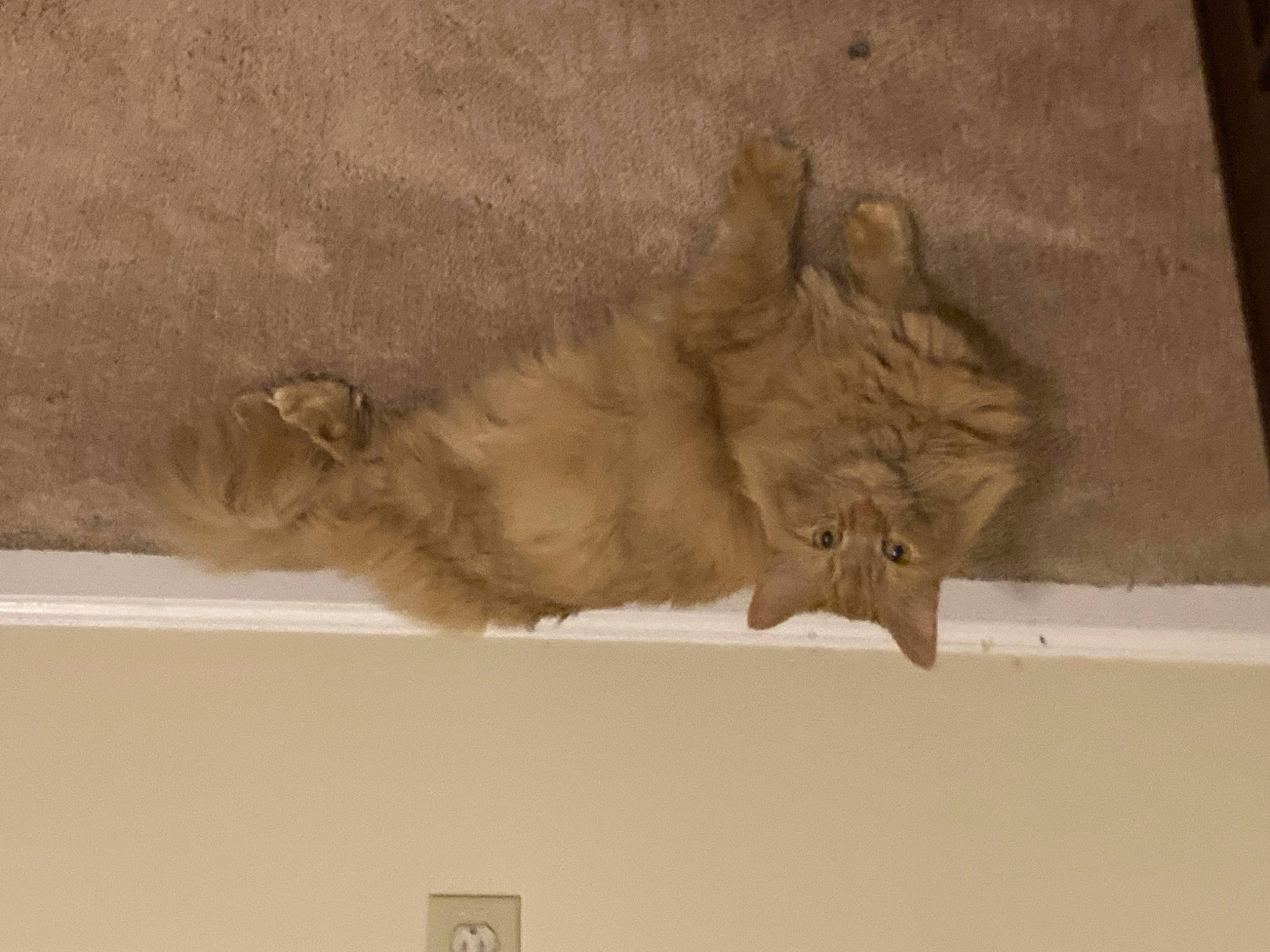 Rusty is registered to the contest to win money with this photo: art, artifact, big_cats, brown, carnivore, cat, fawn, felidae, fur, lion, plaster, small_to_medium_sized_cats, snout, tail, terrestrial_animal, whiskers, window, wood