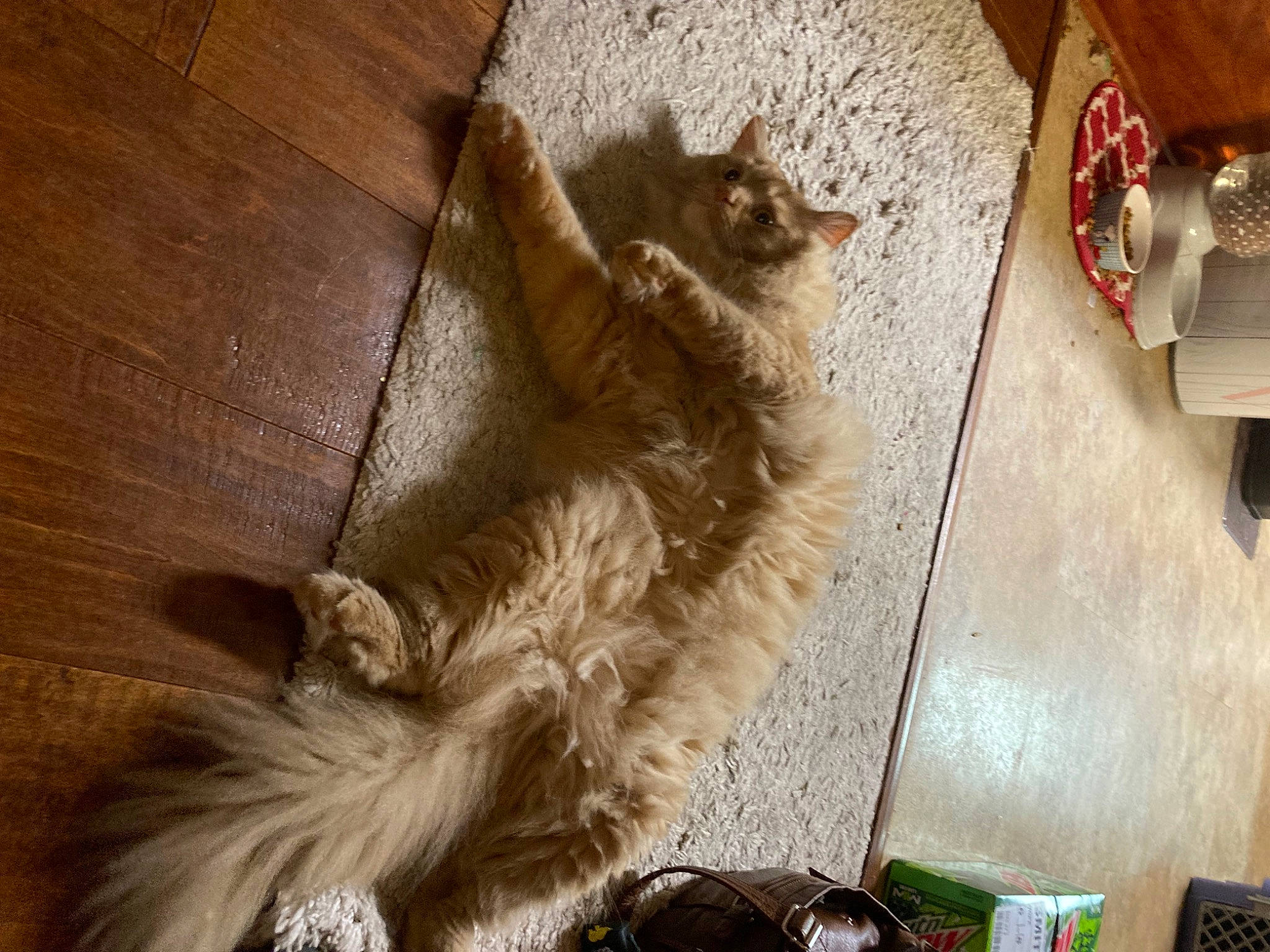 Rusty is registered to the contest to win money with this photo: brown, canidae, carnivore, cat, claw, companion_dog, dog_breed, domestic_short_haired_cat, felidae, floor, flooring, fur, hardwood, human_leg, paw, small_to_medium_sized_cats, tail, whiskers, wood, wood_stain