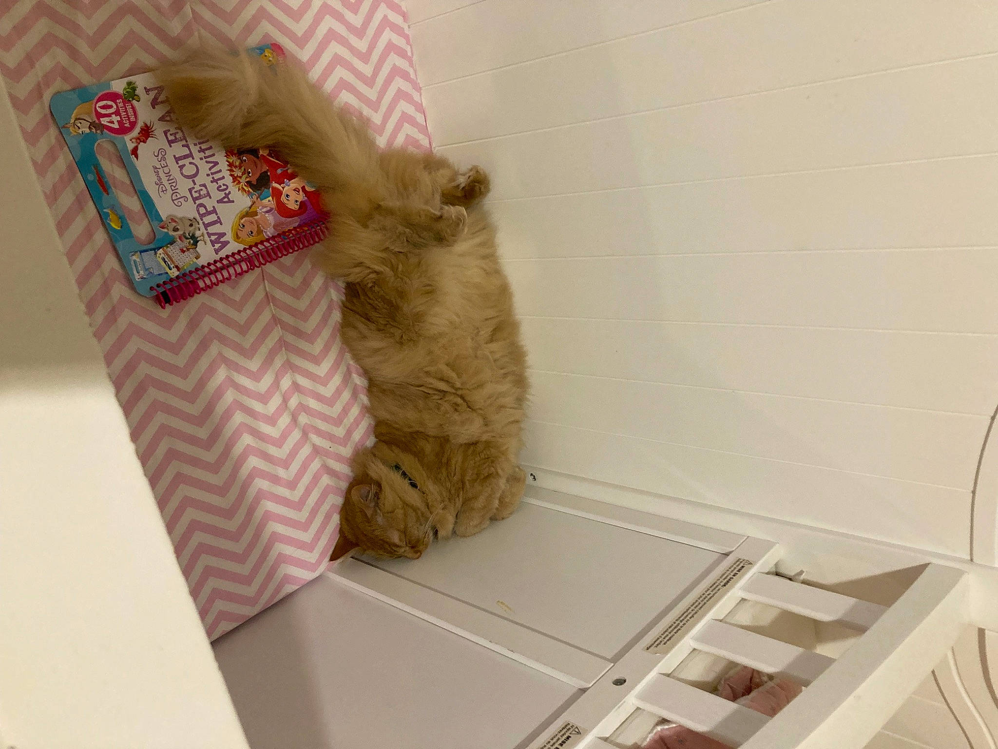 Rusty is registered to the contest to win money with this photo: art, beige, carnivore, cat, fawn, felidae, flooring, interior_design, paper, paper_product, rectangle, room, shelf, shelving, small_to_medium_sized_cats, stuffed_toy, teddy_bear, toy, whiskers, wood