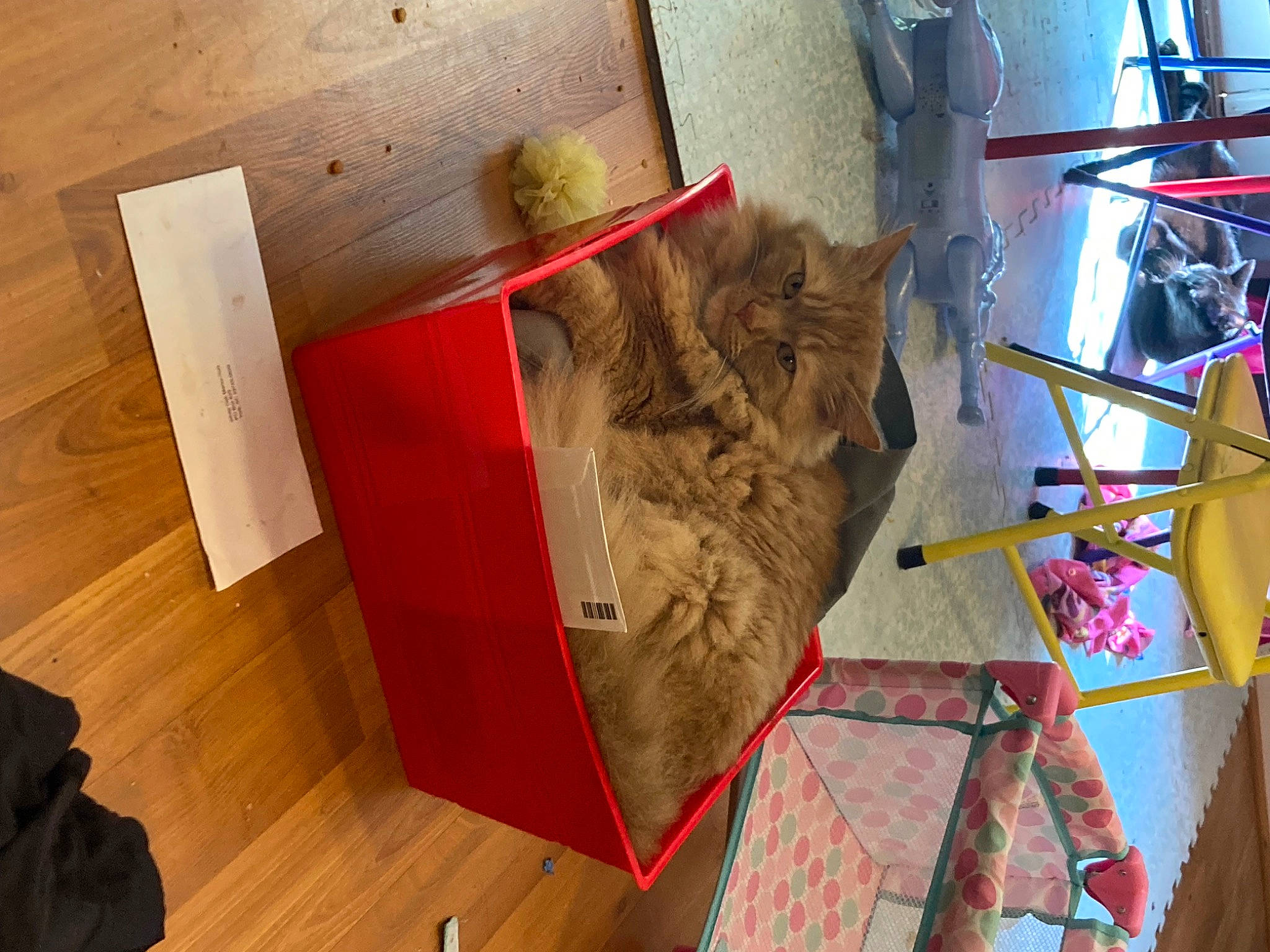 Rusty joined the competition — help win amazing prizes! art, carmine, flooring, fur, hardwood, linens, paper, pattern, plywood, room, sculpture, soil, tree, triangle, varnish, visual_arts, wood, wood_flooring, wood_stain