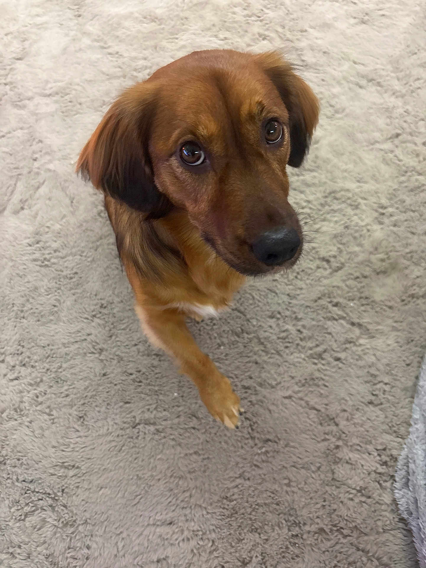 Kiara a rejoint le concours — aidez-le/la à gagner de superbes lots ! dog, brown_dog, pet, indoor, carpet, looking_up, paw, fur, ears, animal, canine, cute, domestic_animal, mammal, companion, portrait, sitting, closeup, friendly, curious