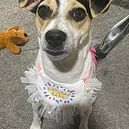 Luna is registered to the contest to win money with this photo: dog, birthday, bib, carpet, toy, plush_toy, indoor, pet, animal, white_fur, black_fur, tan_fur, ears, sitting, face, eyes, nose, chair_leg, celebration, cute