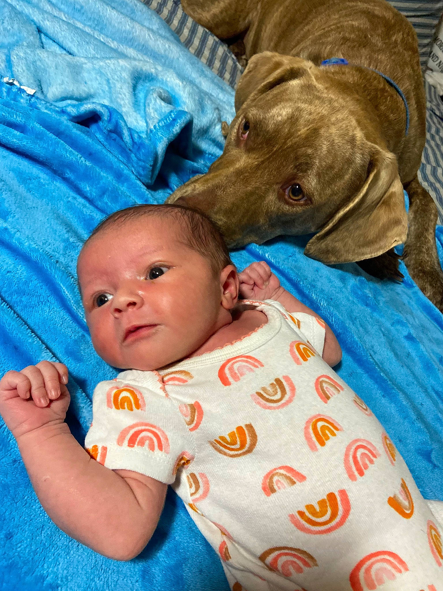 Addison is registered to the contest to win money with this photo: baby, baby_toddler_clothing, blue, canidae, carnivore, child, comfort, companion_dog, dog, dog_breed, fawn, happy, interaction, linens, liver, person, skin, sleeve, sporting_group, toddler