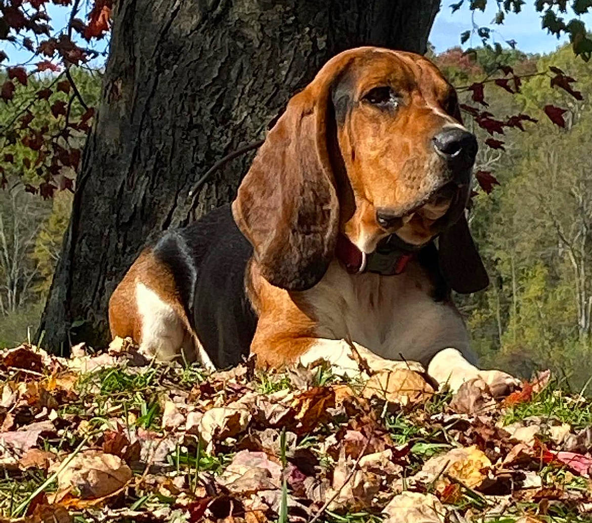 Dan is registered to the contest to win money with this photo: basset_hound, bloodhound, canidae, carnivore, companion_dog, deciduous, dog, dog_breed, fawn, grass, hound, liver, plant, scent_hound, sporting_group, terrestrial_animal, tree, trunk, wood, working_animal
