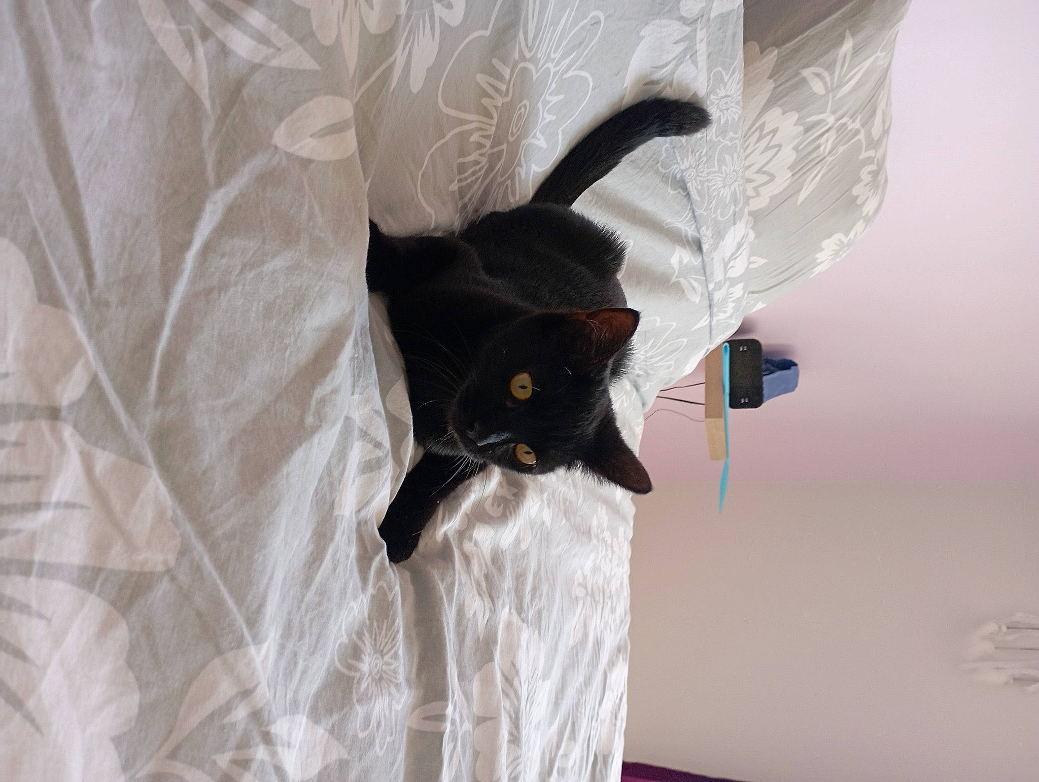 Friskette participe au concours pour gagner de l'argent avec cette photo : bag, black_cat, carnivore, cat, comfort, curtain, domestic_short_haired_cat, felidae, formal_wear, fur, grey, linens, paper, paper_product, room, sleeve, small_to_medium_sized_cats, tail, whiskers