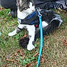 cat, leash, harness, grass, person, smartphone, outdoor, sitting, black_clothing, shoe, leaf, nature, pet, animal, curious, fall, casual, relaxed, daytime, technology