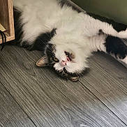 Ohana participe au concours pour gagner de l'argent avec cette photo : cat, black_and_white, fluffy, lying_down, floor, wooden_floor, furniture, relaxed, pet, animal, indoor, whiskers, ears, face, fur, home, cute, playful, resting, domestic_cat