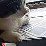 Ohana a rejoint le concours — aidez-le/la à gagner de superbes lots ! animal, cat, closeup, curious, domestic, feline, floor, gray_and_white_cat, home, indoor, looking_up, pet, quiet, resting, screen_capture, small_inset, still, tile_floor, video_call, window
