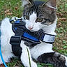 cat, kitten, animal, pet, grass, leaf, outdoor, park, harness, blue_leash, nature, greenery, curious, feline, young_cat, resting, closeup, whiskers, ears, playful