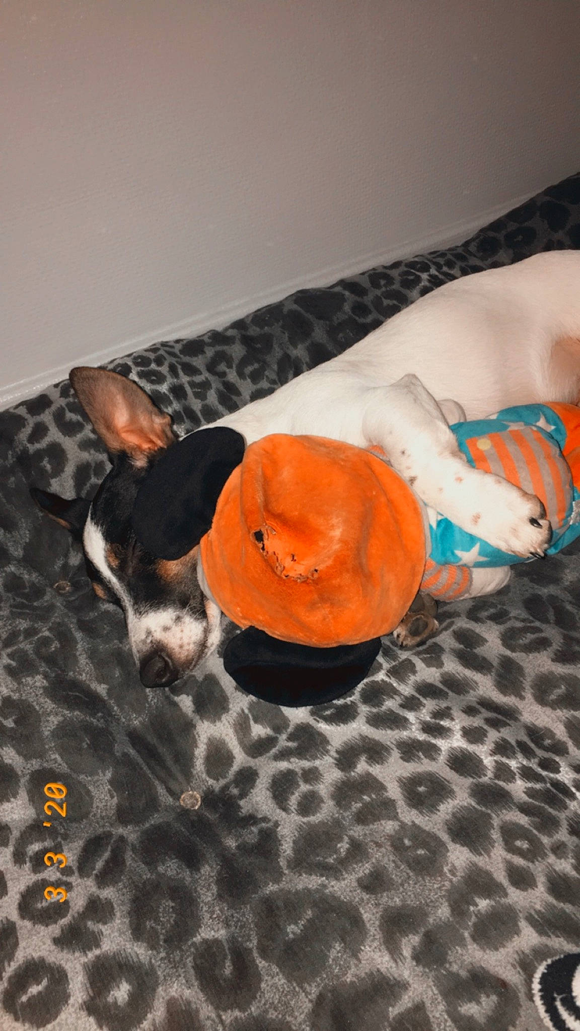 Drago participe au concours pour gagner de l'argent avec cette photo : basset_hound, canidae, carnivore, dog, dog_breed, dog_toy, ear, fawn, miniature_pinscher, non_sporting_group, pointer