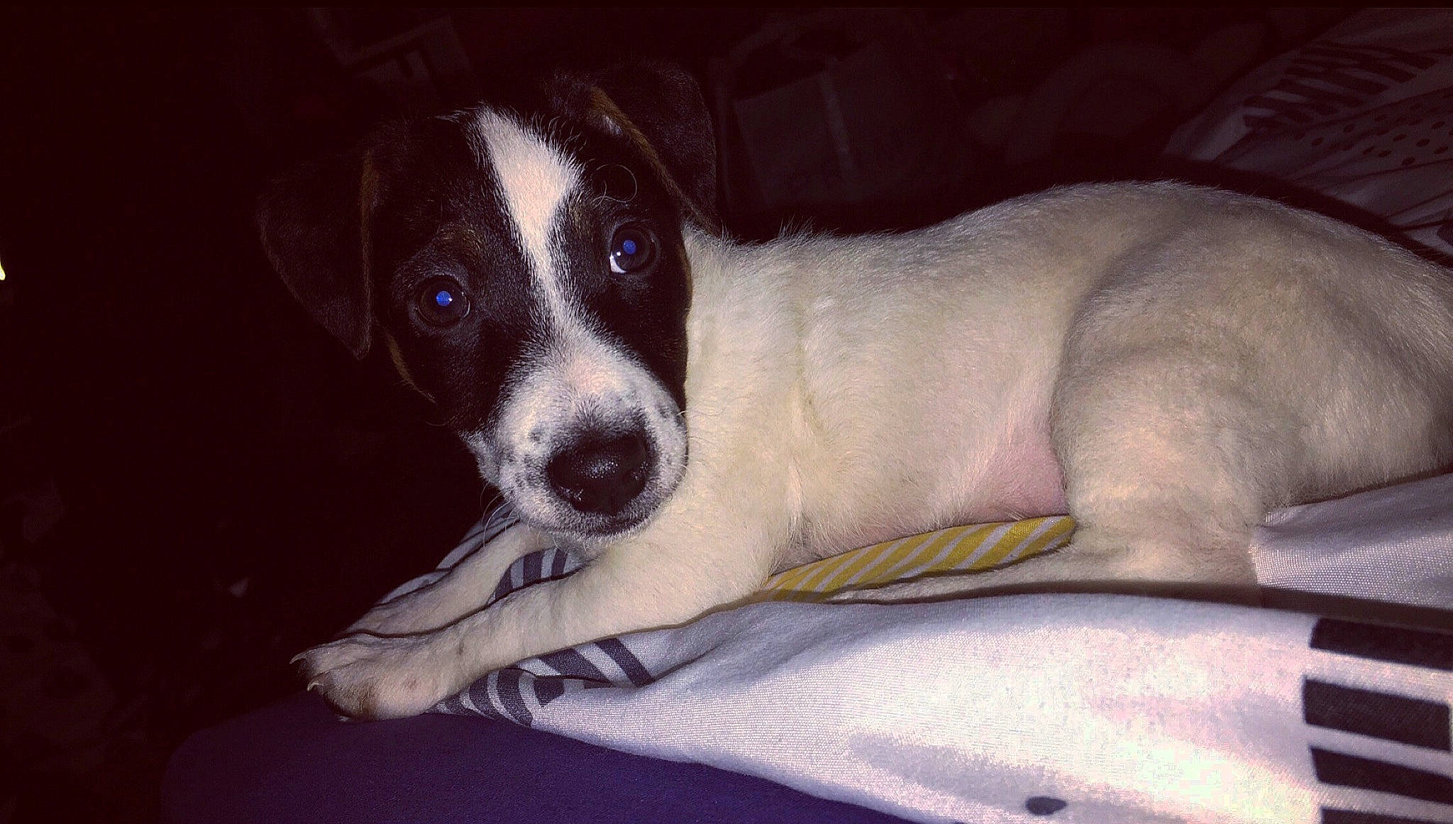 Drago participe au concours pour gagner de l'argent avec cette photo : canidae, carnivore, chilean_fox_terrier, companion_dog, danish_swedish_farmdog, dog, dog_breed, feist, fox_terrier, mammal, rare_breed_dog, rat_terrier, ratonero_bodeguero_andaluz, smooth_fox_terrier, snout, sporting_group, street_dog, teddy_roosevelt_terrier, vertebrate, whiskers