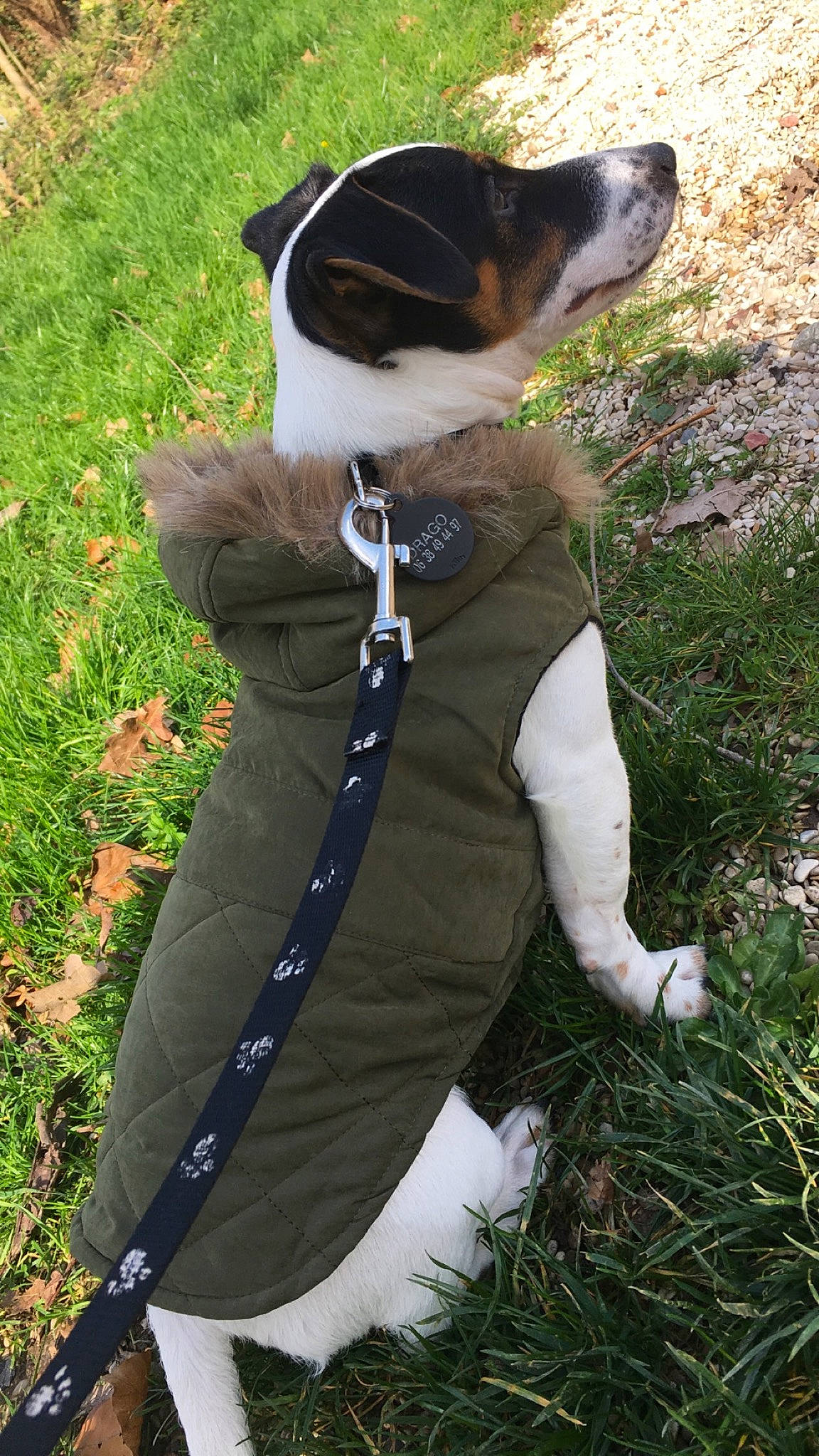 Drago a rejoint le concours — aidez-le/la à gagner de superbes lots ! brazilian_terrier, canidae, carnivore, danish_swedish_farmdog, dog, dog_breed, outerwear, treeing_walker_coonhound