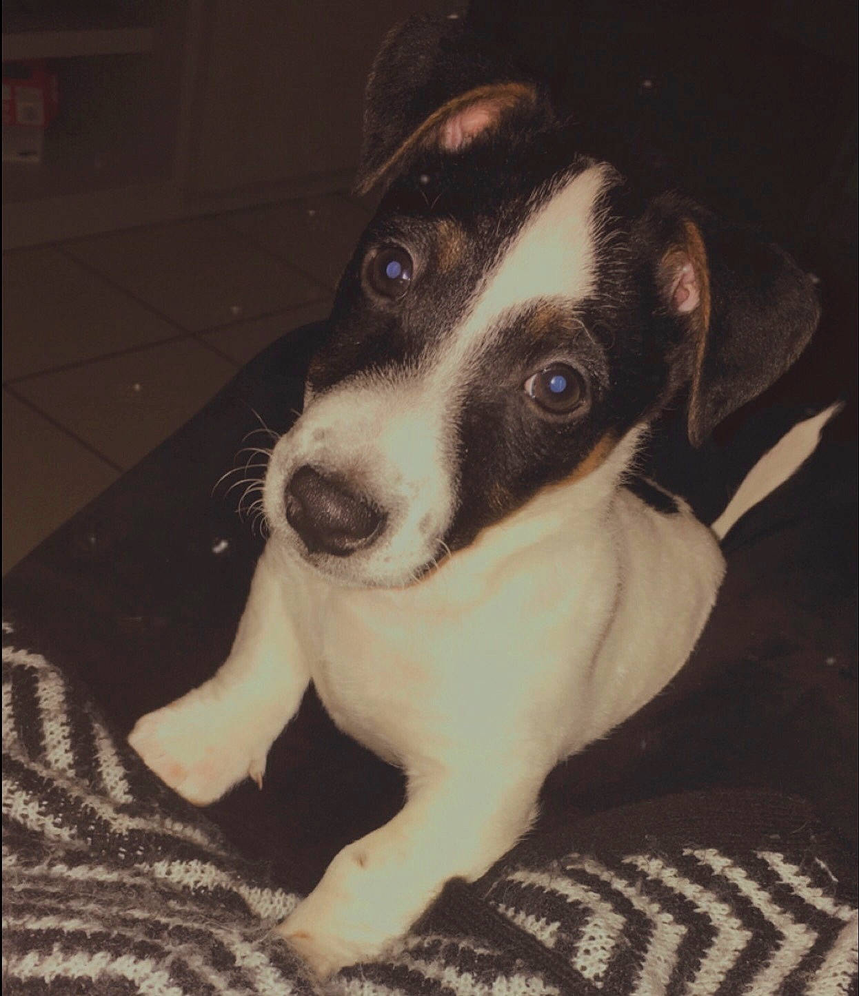 Drago participe au concours pour gagner de l'argent avec cette photo : canidae, carnivore, chilean_fox_terrier, companion_dog, dog, dog_breed, feist, fox_terrier, mammal, miniature_fox_terrier, nose, puppy, rare_breed_dog, rat_terrier, ratonero_bodeguero_andaluz, smooth_fox_terrier, snout, teddy_roosevelt_terrier, tenterfield_terrier, vertebrate