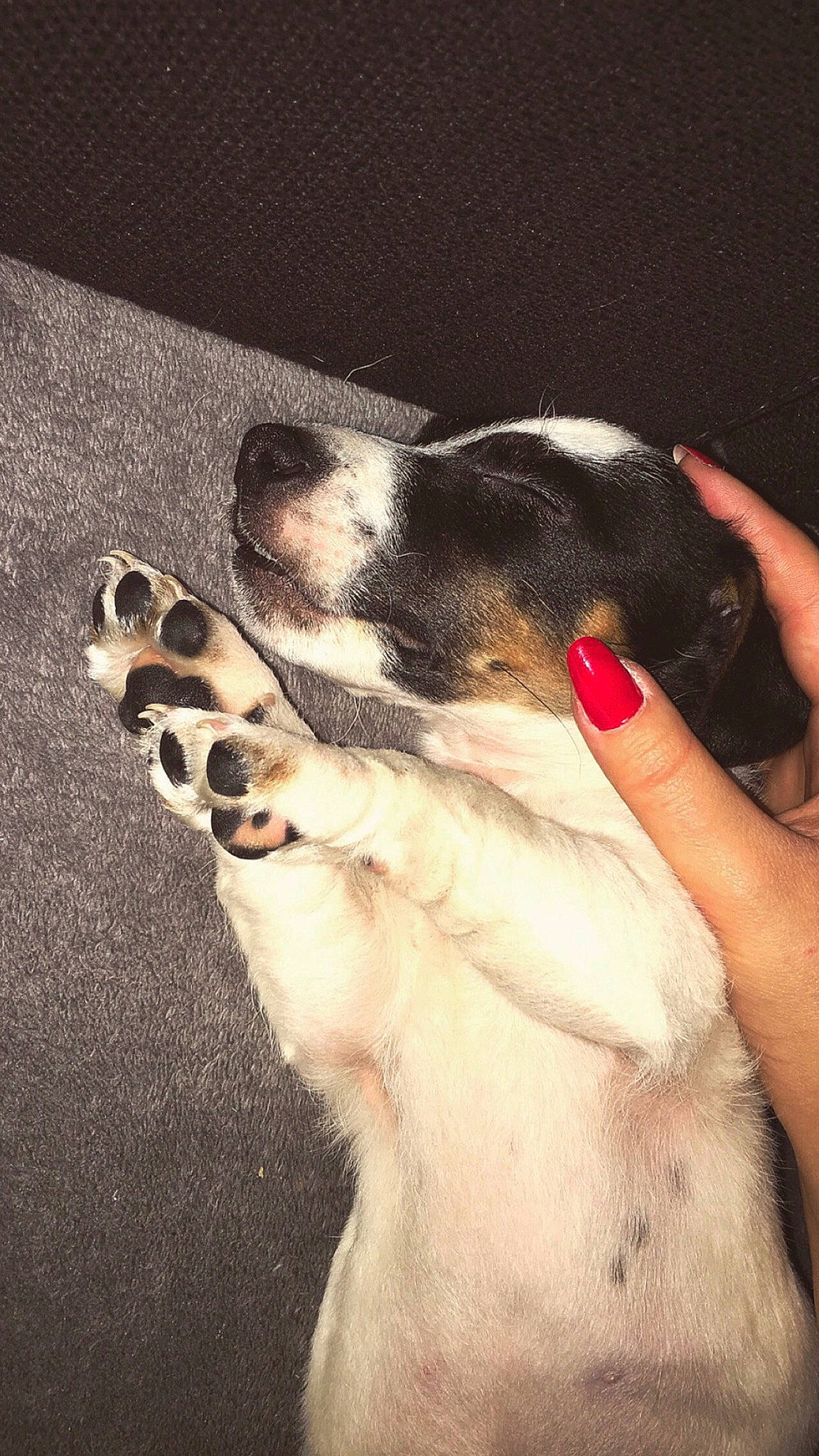 Drago participe au concours pour gagner de l'argent avec cette photo : canidae, carnivore, dog, dog_breed, ear, fox_terrier, miniature_fox_terrier, paw, puppy, puppy_love, rat_terrier, ratonero_bodeguero_andaluz, smooth_fox_terrier, tenterfield_terrier, toy_fox_terrier