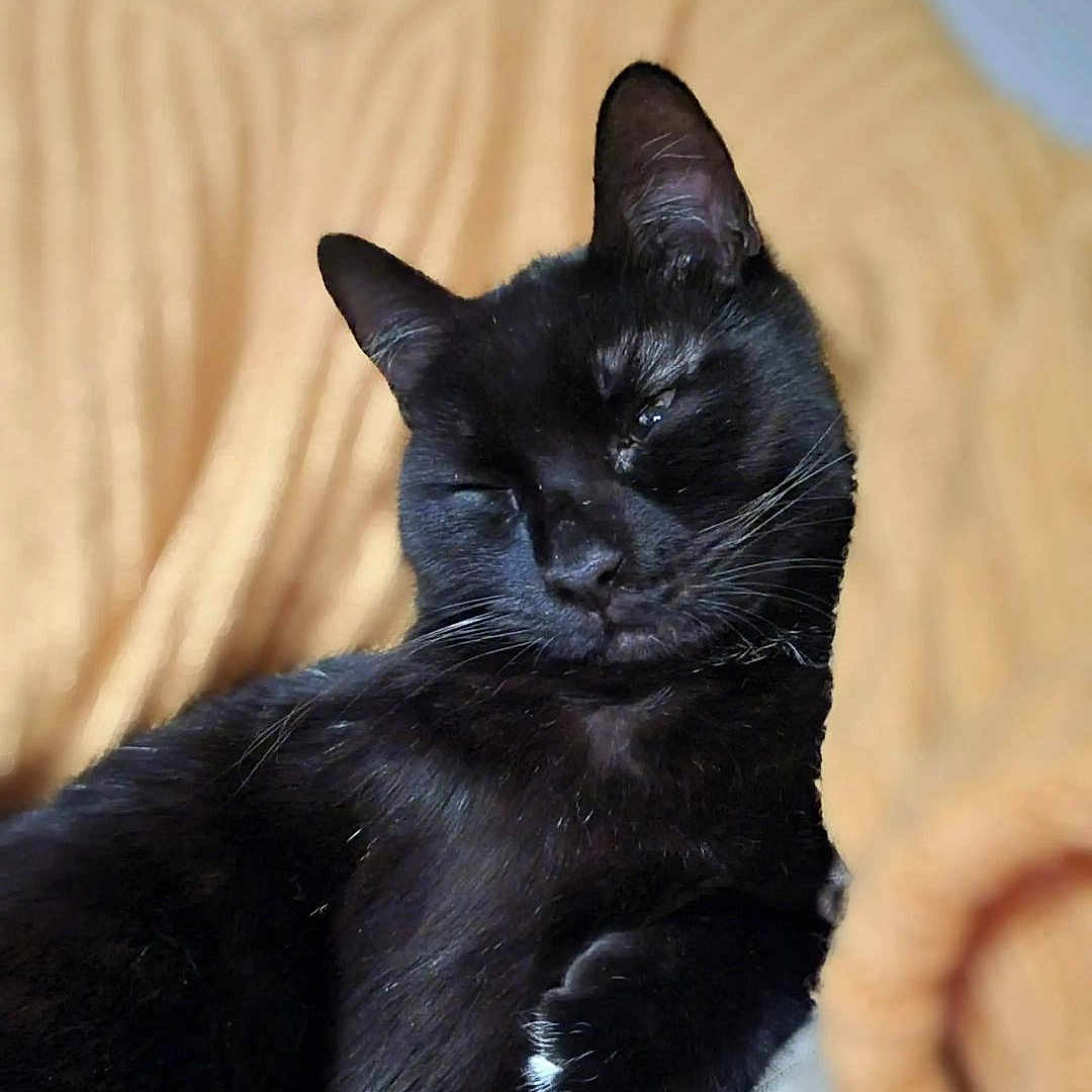 Ghandi participe au concours pour gagner de l'argent avec cette photo : animal, blackcat, blanket, cat, couch, cushion, egyptiancat, furniture, homedecor, kitten, manx, pet, siamese