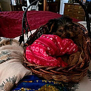 Tuppence is registered to the contest to win money with this photo: basket, bed, bedroom, blanket, comfort, cozy, cute, decor, dog, floral_pattern, furniture, indoor, patterned_sheet, pet, pineapple_pattern, red_blanket, resting, small_dog, wicker, wooden_furniture