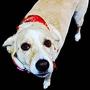 Missy is registered to the contest to win money with this photo: animal, bandana, black_background, brown_eyes, canine, close_up, curious, dog, ears, friendly, fur, isolated, looking_up, mammal, nose, pet, portrait, snout, standing, whiskers