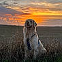 dog, golden_retriever, sunset, grass, outdoor, nature, animal, field, sky, clouds, landscape, pet, canine, sitting, evening, scenic, fur, happy, sunlight, horizon