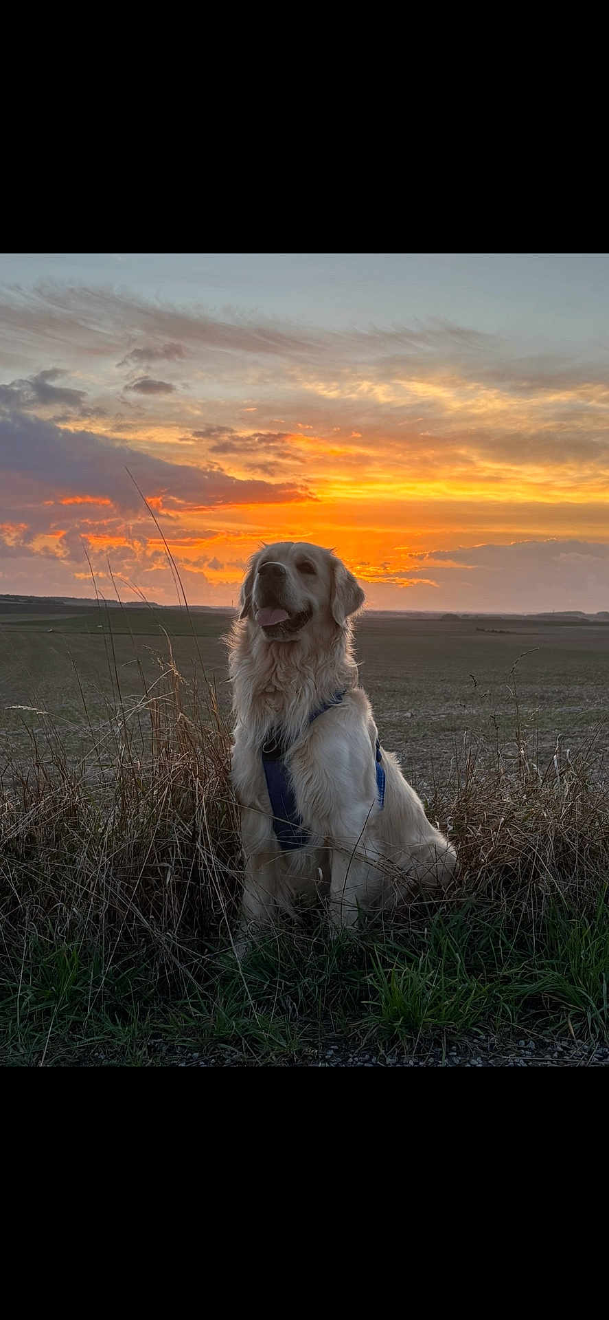 Tango participe au concours pour gagner de l'argent avec cette photo : dog, golden_retriever, sunset, grass, outdoor, nature, animal, field, sky, clouds, landscape, pet, canine, sitting, evening, scenic, fur, happy, sunlight, horizon
