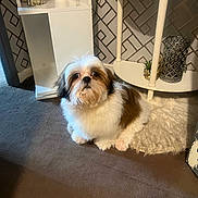 Rivotril participe au concours pour gagner de l'argent avec cette photo : dog, fluffy, small_dog, indoor, carpet, rug, white_furniture, decor, plant, shelf, patterned_wallpaper, brown_and_white, pet, cute, animal, companion, floor, cozy, looking_up, fur