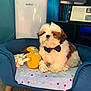 dog, puppy, bow_tie, pet_sofa, blanket, toy, indoor, carpet, furniture, cute, fluffy, small_dog, brown_and_white, relaxed, cozy, domestic, animal, companion, pet, adorable
