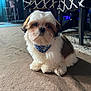 dog, puppy, shih_tzu, bandana, carpet, indoor, furniture, chair, patterned_chair, fluffy, cute, pet, animal, living_room, decor, table, floor, small_dog, white_brown, sitting