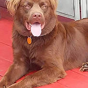 Moose is registered to the contest to win money with this photo: animal, brown_dog, canine, collar, dog, domestic_animal, ears, face, fur, happy, indoor, laying_down, mammal, panting, pet, pet_tag, portrait, red_floor, tongue_out, wooden_floor