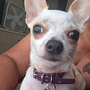 Queen joined the competition — help win amazing prizes! dog, chihuahua, pet, close_up, collar, tag, indoor, person, tattoo, fan, furniture, white, tan, ears, eyes, nose, portrait, animal, cute, curious