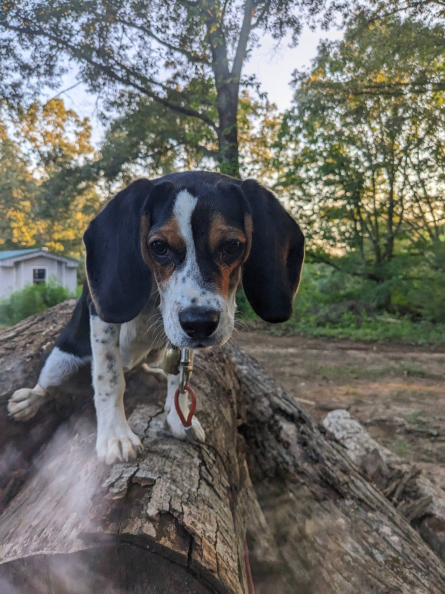 Leo is registered to the contest to win money with this photo: beagle_harrier, canidae, carnivore, collar, companion_dog, dog, dog_breed, fawn, giant_dog_breed, grass, gun_dog, hound, plant, scent_hound, snout, sporting_group, tree, wood, working_animal, working_dog