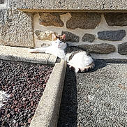 Blanchette a rejoint le concours — aidez-le/la à gagner de superbes lots ! cat, sunlight, stone_wall, pebbled_ground, outdoor, animal, relaxing, resting, white_and_gray, paw, tail, shadow, texture, nature, daylight, quiet, peaceful, small_animal, fur, pet