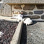 cat, sunlight, stone_wall, pebbled_ground, outdoor, animal, relaxing, resting, white_and_gray, paw, tail, shadow, texture, nature, daylight, quiet, peaceful, small_animal, fur, pet