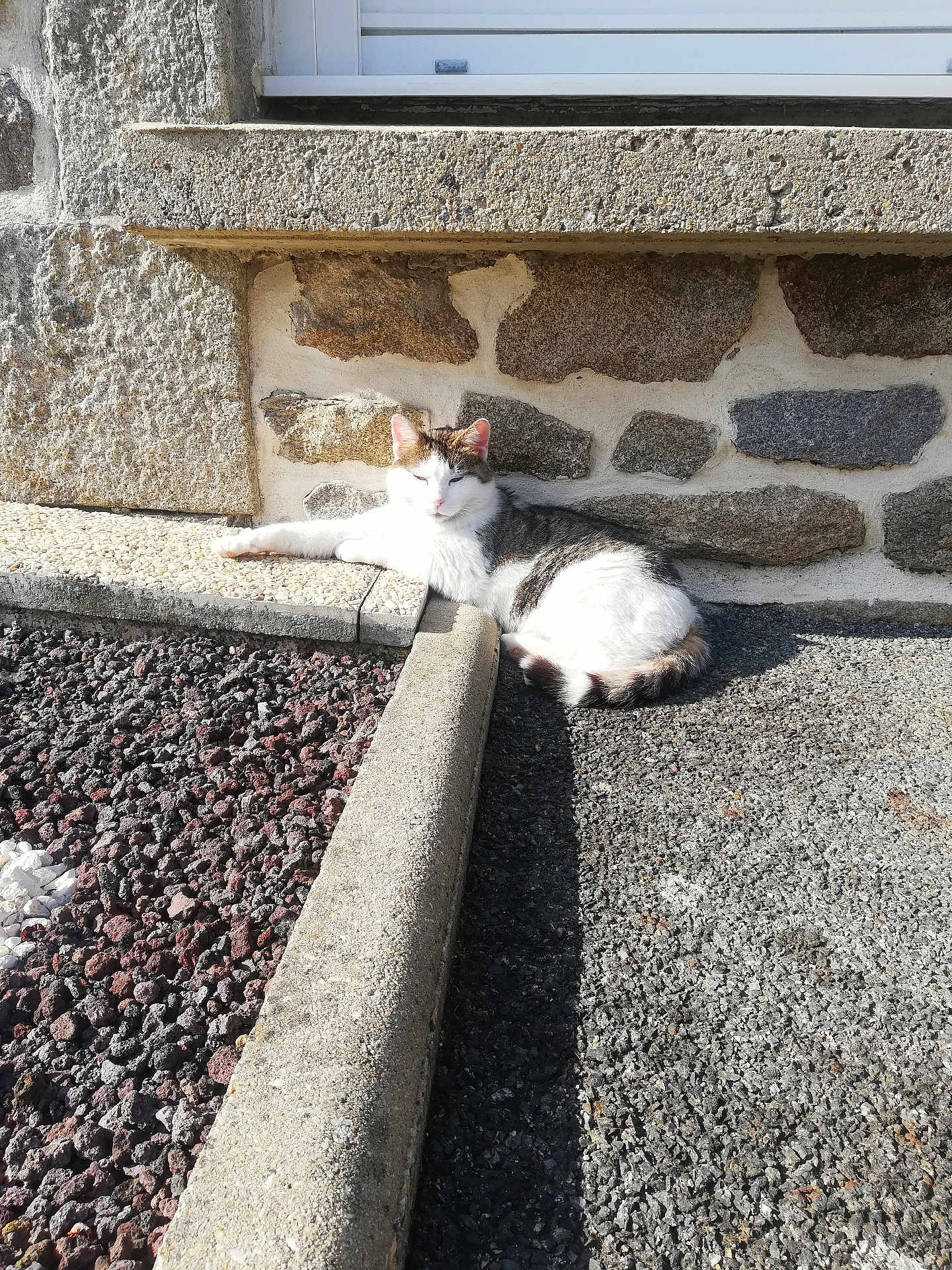 Blanchette a rejoint le concours — aidez-le/la à gagner de superbes lots ! cat, sunlight, stone_wall, pebbled_ground, outdoor, animal, relaxing, resting, white_and_gray, paw, tail, shadow, texture, nature, daylight, quiet, peaceful, small_animal, fur, pet