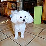 dog, white_dog, poodle, pet, indoor, kitchen, tile_floor, curious, fluffy, small_dog, animal, companion, home, groomed, standing, domestic, cute, fur, canine, portrait