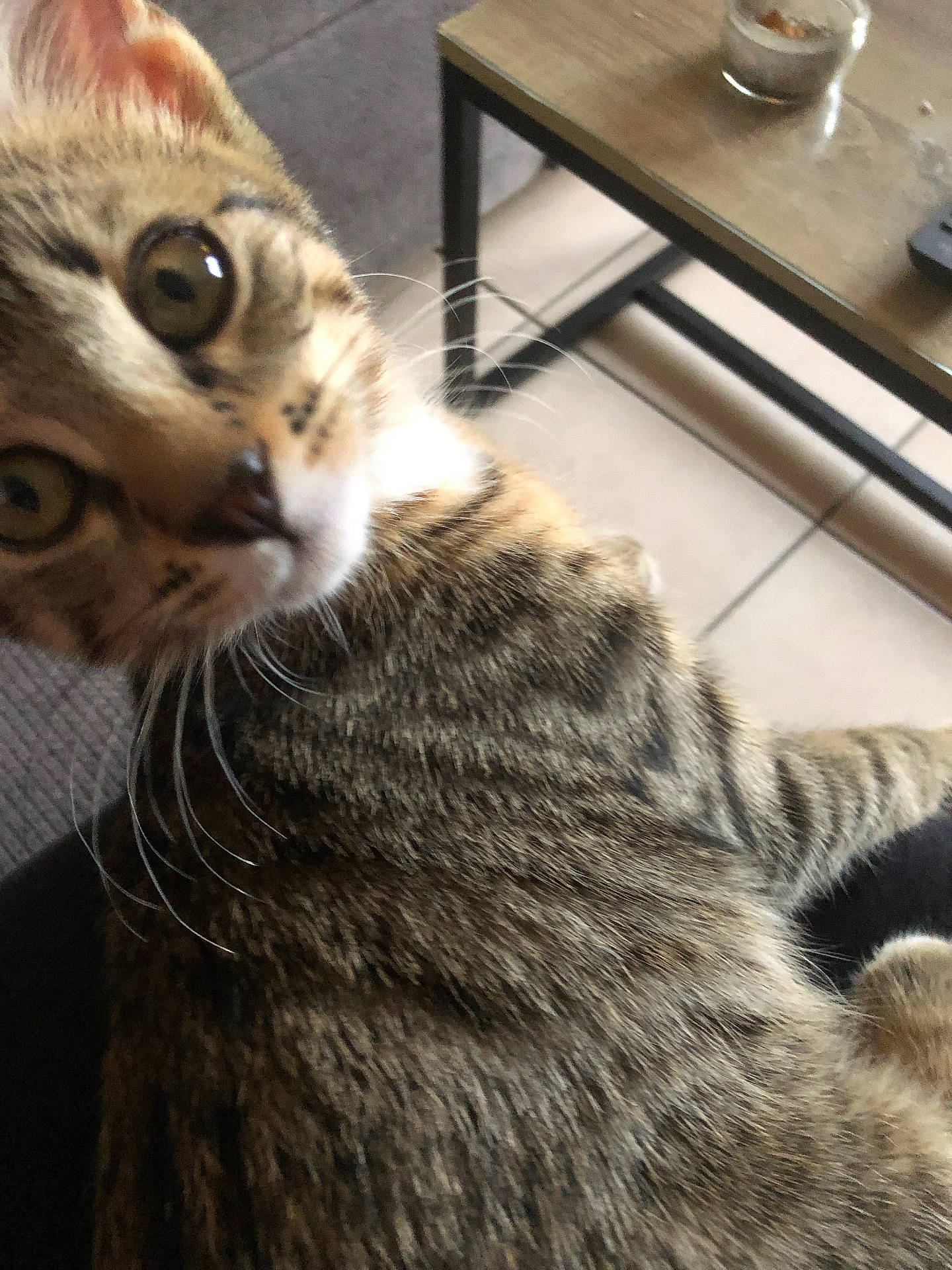 Raya a rejoint le concours — aidez-le/la à gagner de superbes lots ! abyssinian, animal, architecture, building, cat, chair, coffeetable, couch, cup, diningroom, diningtable, face, furniture, indoors, kitten, livingroom, manx, pet, room, table