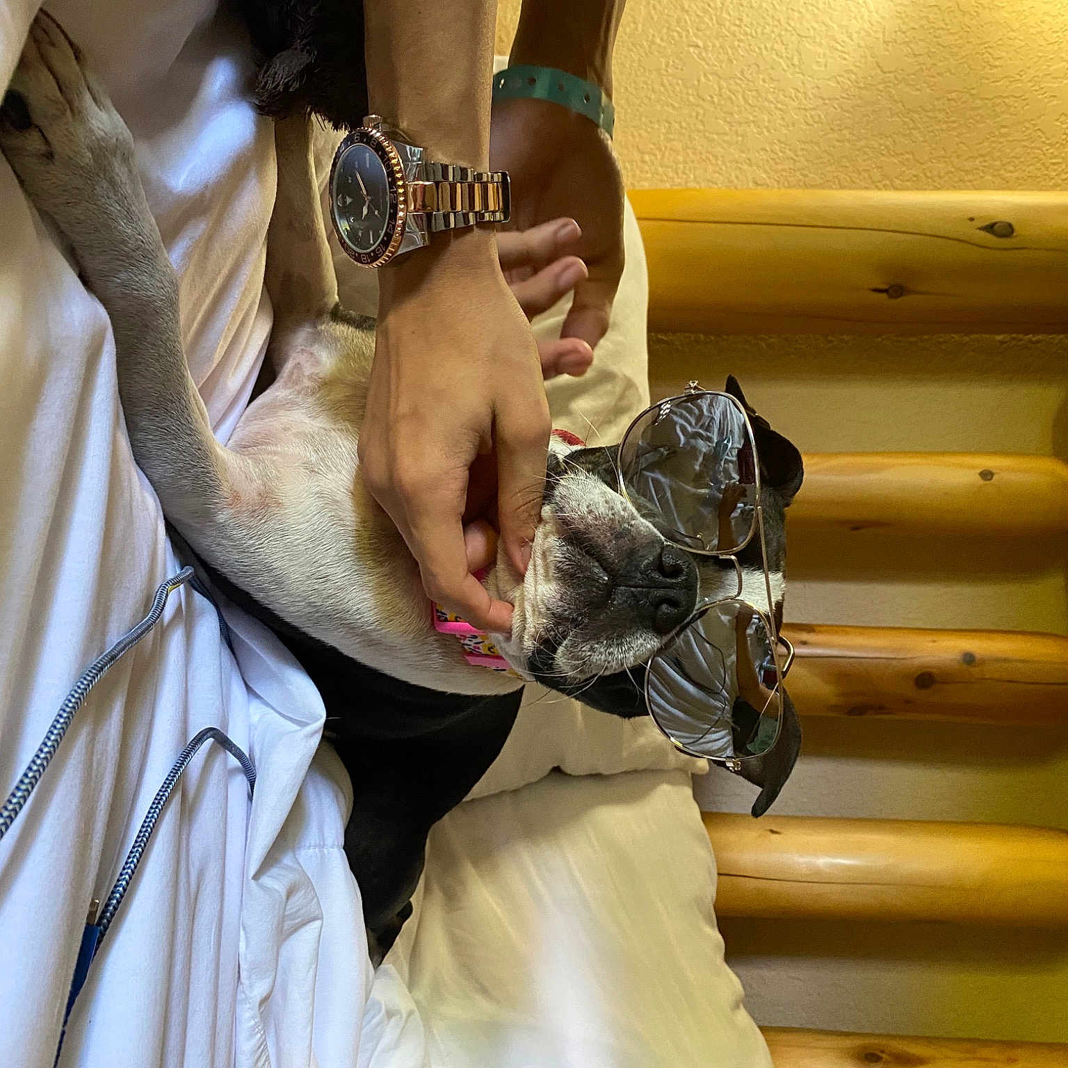 Lucy joined the competition — help win amazing prizes! bracelet, dress_shirt, elbow, eyewear, fashion_accessory, formal_wear, gesture, glove, goggles, human_leg, jewellery, reptile, room, scaled_reptile, sleeve, street_fashion, sunglasses, tradition, wood, wrist