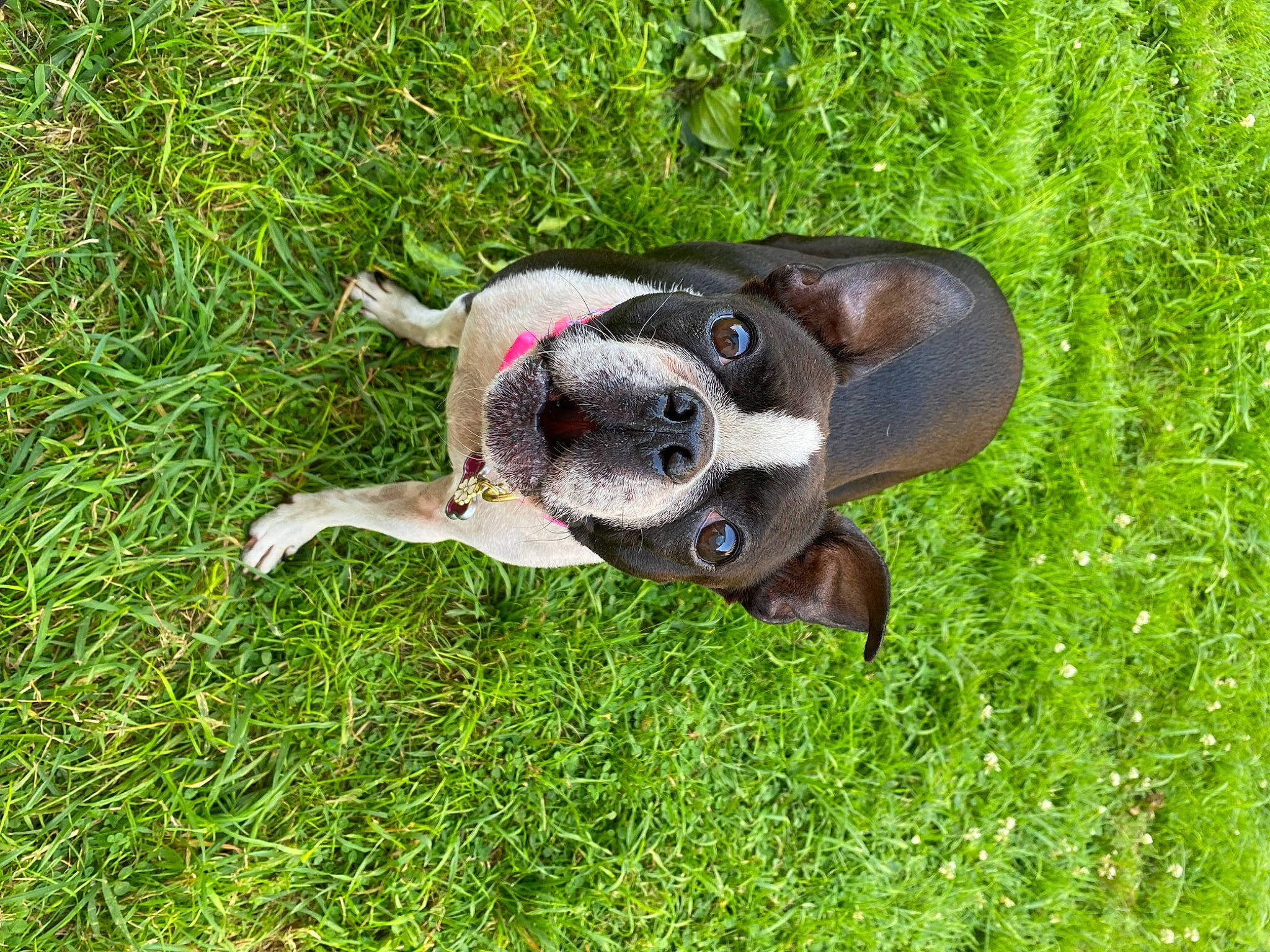 Lucy is registered to the contest to win money with this photo: canidae, carnivore, collar, companion_dog, dog, dog_breed, dog_collar, ear, fawn, grass, grassland, groundcover, liver, molosser, plant, snout, sporting_group, tail, terrestrial_animal, working_animal