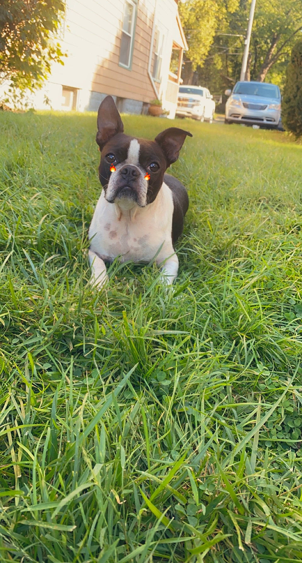 Lucy is registered to the contest to win money with this photo: carnivore, companion_dog, dog, dog_breed, dog_collar, fawn, grass, grass_family, grassland, groundcover, lawn, meadow, plant, tail, terrier, tire, tree, truck, wheel, window